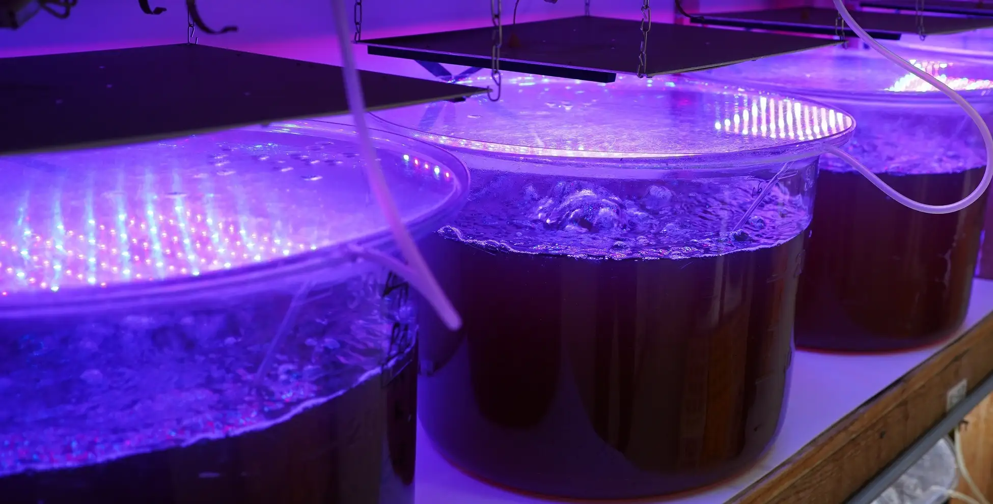 Space Seed Holdings will participate in the "SPACE FOODSPHERE" program 